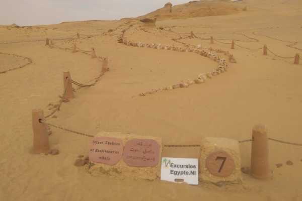 Excursies Egypte Wadi el Hitan  two days tour from Hurghada with Camping