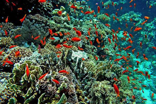 Marsa alam tours Tiran island snorkeling trip from Sharm el sheikh