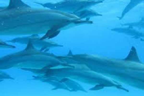 Marsa alam tours Dolphin house tour From Hurghada