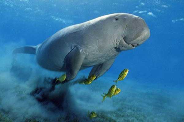 Excursies Egypte Abu Dabbab Dugong snorkeltocht vanuit Sahel Hashesh