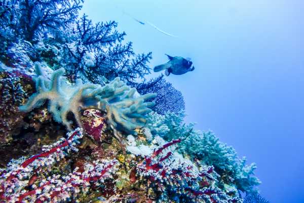 Excursies Egypte Diving trip to Satayh Dolphin Reef from Marsa Alam