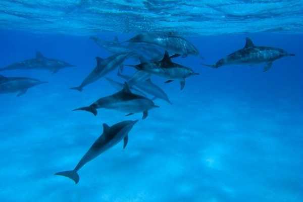 Marsa alam tours Overnight Diving trip at Sataya Dolphin Reef From Port Ghalib