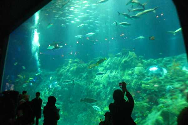 Excursies Egypte Grand Aquarium Entry Ticket and Tour in Hurghada