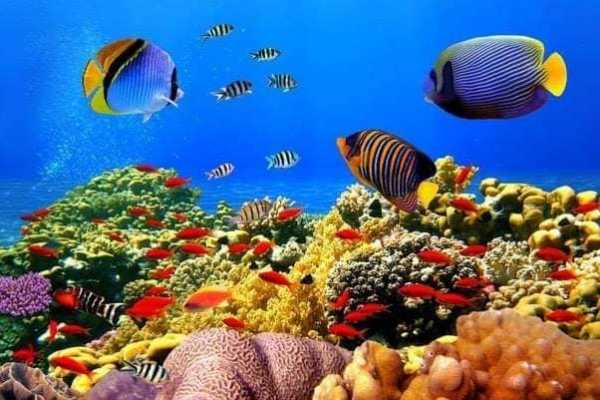 Deluxe Travel Snorkeling Trip - Tiran Island