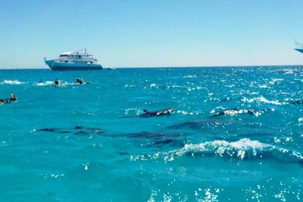 El Gouna Tours Overnight snorkeling trip at Satayah dolphin reef Marsaalam