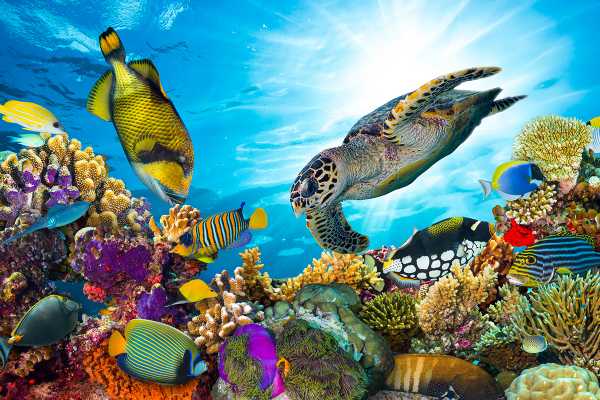 El Gouna Tours Day Scuba Diving Hurghada Egypt Red Sea