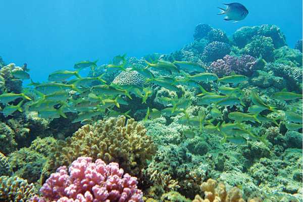 El Gouna Tours Giftun Island Snorkeling Tours in Hurghada