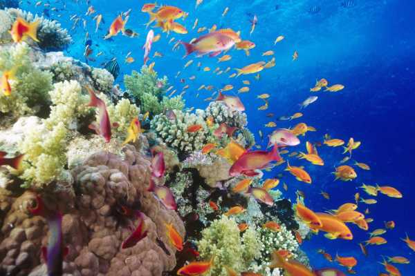 El Gouna Tours Sharm El Naga Bay Snorkelling Trip From Hurghada