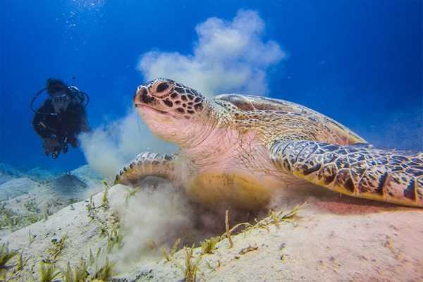 Marsa alam tours Diving tour in Abu Dabab from Marsa Alam