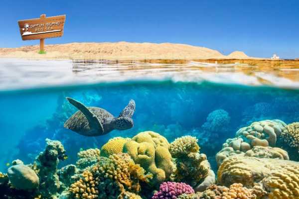 Daily tours Egypt VIAJE DE SNORKEL A LA ISLA GIFTUN (PARAÍSO, ORANGE) DESDE HURGHADA