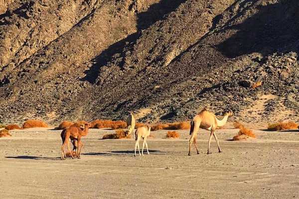 Marsa alam tours Private trip to Wadi el Gemal from Marsa Alam