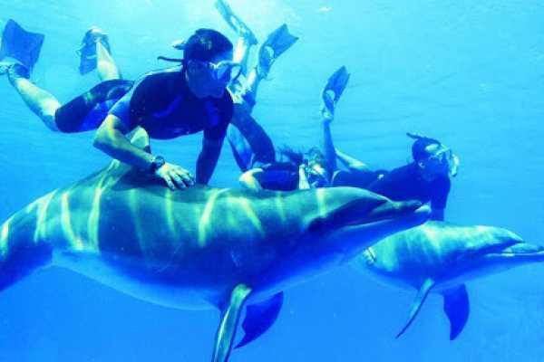 Daily tours Egypt SAMADAI DOLPHIN HOUSE-SNORKELTRIP IN MARSA ALAM