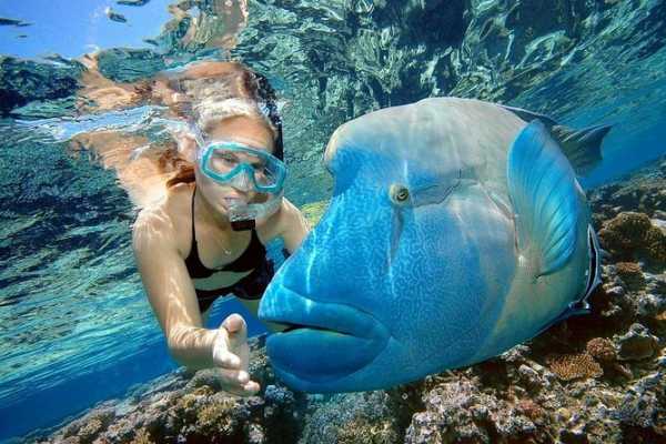 Daily tours Egypt TOUR DE SNORKEL A LA ISLA GIFTUN DESDE EL GOUNA