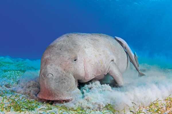 Daily tours Egypt EXCURSIÓN DE SNORKEL EN ABU DABBAB DUGONG DESDE EL GOUNA