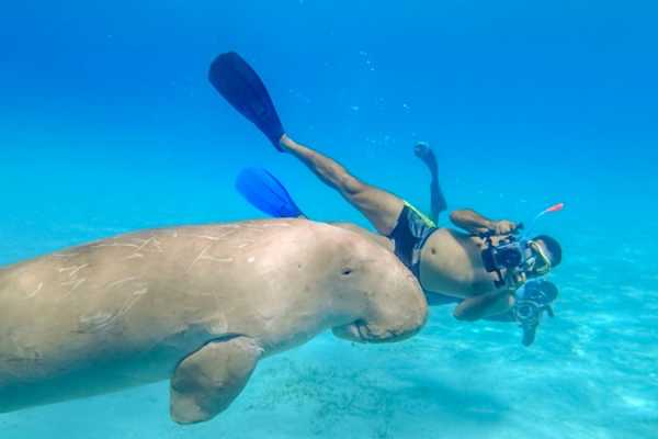 Daily tours Egypt VIAJE DE SNORKEL EN ABU DABBAB DUGONG DESDE SAHL HASHEESH