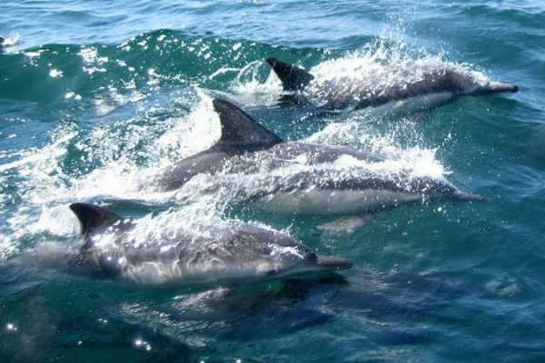 Daily tours Egypt VISITA DIARIA A LA CASA DE LOS DELFINES DESDE MAKADI