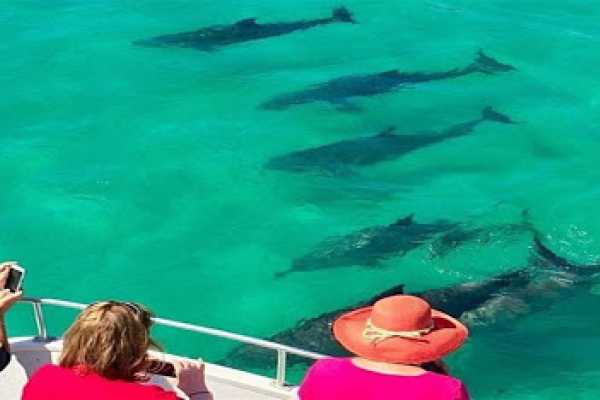 Daily tours Egypt EXCURSI&Oacute;N DE SNORKEL EN CASA DE DELFINES DESDE LA BAH&Iacute;A DE SOMA