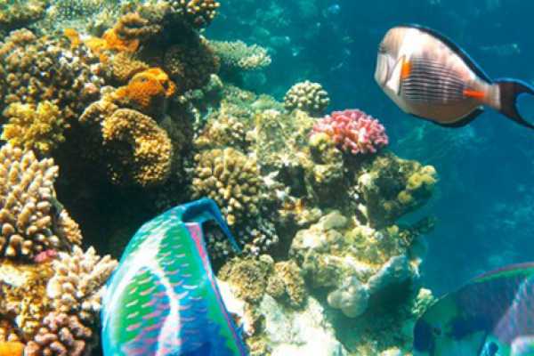 Daily tours Egypt MARSA MUBARAK-SNORKELTOCHT VANUIT PORT GHALIB