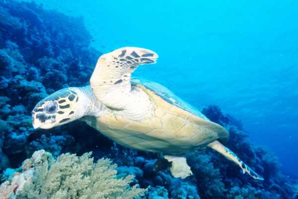 Daily tours Egypt HAMATA-EILAND SNORKELTOCHT VANUIT PORT GHALIB