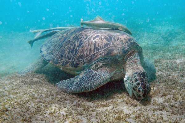 Daily tours Egypt ABU DABBAB DUGONG-SNORKELTRIP VANUIT PORT GHALIB