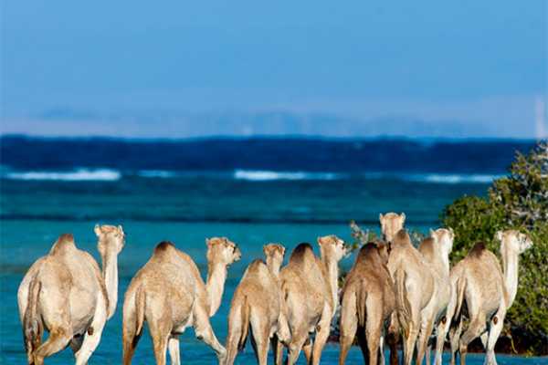 Daily tours Egypt WADI EL GEMAL NATIONAAL PARK TOUR VANUIT PORT GHALIB