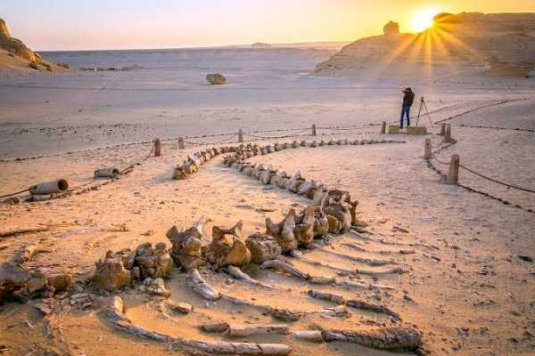 Let`s Explore Egypt 10 hours private Day Trip to wadi Hitan from Cairo