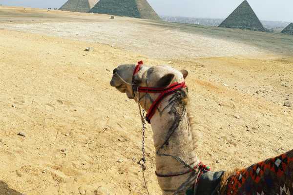 EMO TOURS EGYPT 08 天哈姆雷特套餐假期开罗和 M/S 安瓦吉尼罗河 巡航