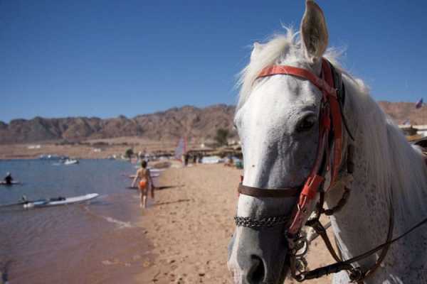 EMO TOURS EGYPT Adventure Safari By Horse In Dahab At Lagoon Beach