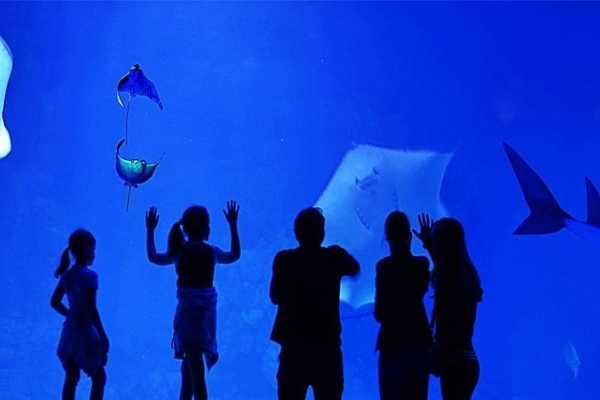 EMO TOURS EGYPT Grand Aquarium Hurghada With Private Transfer