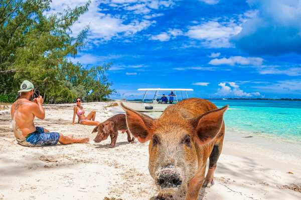 Pearl Island Bahamas Swimming Pigs Adventure & Beach