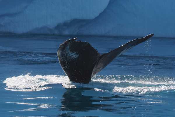 Diskobay Tours Whale / Sea Safari