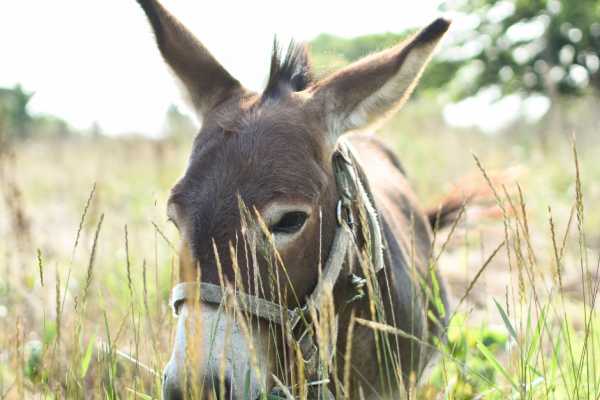 Giratlantide srl (ERW) In fattoria con gli asini