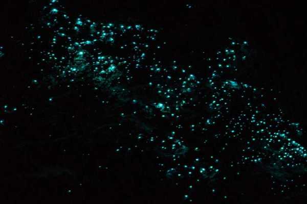 Aventuras Golfo Dulce SUNSET & BIOLUMINESCENCE KAYAKING