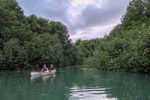Aventuras Golfo Dulce MANGROVE KAYAKING