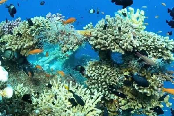 Daily tours Egypt PRIVATE BOAT TRIP TO THE RAS MOHAMED FROM SHARM EL SHEIKH