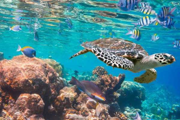 Daily tours Egypt VIAJE DE SNORKEL EN EL AGUJERO AZUL CON PASEO EN CAMELLO DESDE SHARM EL SHEIKH
