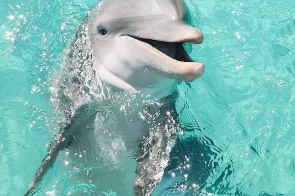 Daily tours Egypt NADAR CON DELFINES EN SHARM EL SHEIKH