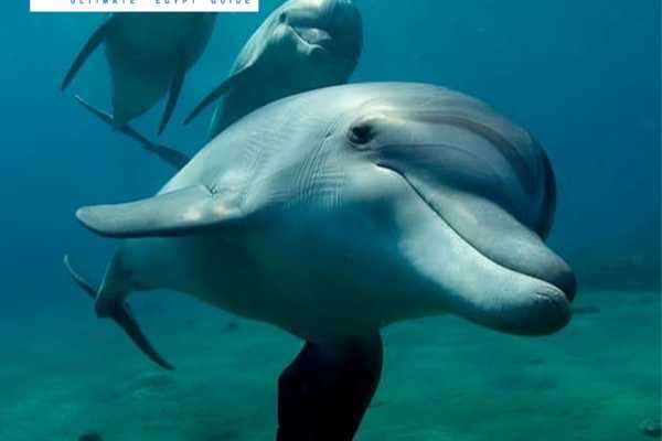 Daily tours Egypt SNORKELREIS BIJ SATAYA DOLFIJNRIF VAN EL QUSEIR