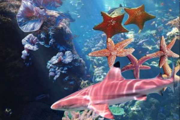 Daily tours Egypt TRANSFER FROM CAIRO TO SHARM EL SHEIKH AIRPORT