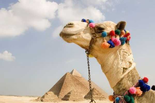 Daily tours Egypt TRASLADOS DEL AEROPUERTO DE EL CAIRO A LOS HOTELES DE EL CAIRO Y GIZA