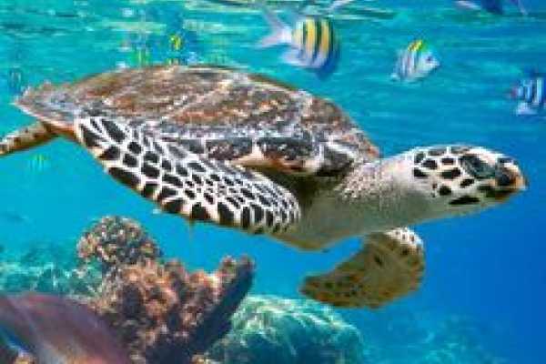 Daily tours Egypt TRASLADO PRIVADO DEL HOTEL HURGHADA AL HOTEL MARSA ALAM