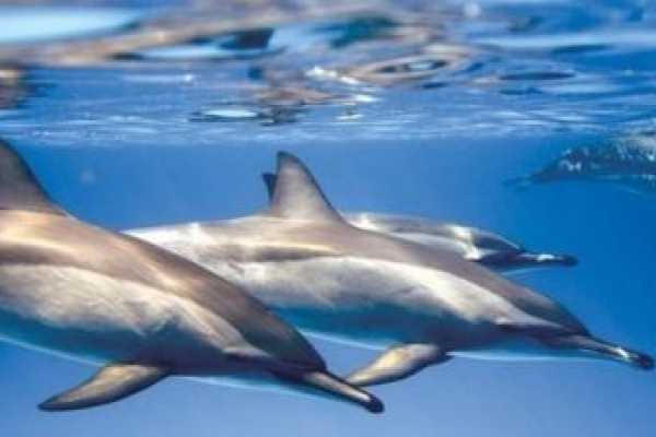 Marsa alam tours Private boat trip to the Dolphin house from Marsa Alam