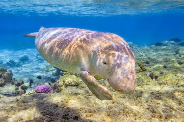 Egypt Tour packages Abu Dabbab  Snorkeling Trip from Hurghada