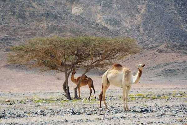 Egypt Tour packages Private trip to wadi El Gemal from Marsa Alam