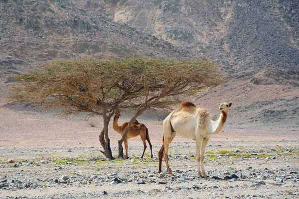 Egypt Tour packages Private trip to wadi El Gemal from Port Ghalib