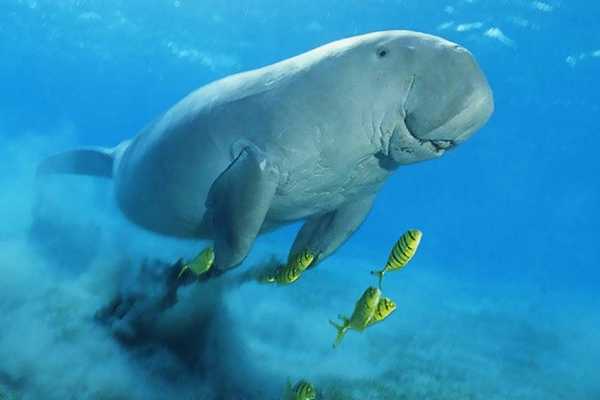 Egypt Tour packages Abu Dabbab  Snorkeling Trip from El Quseir