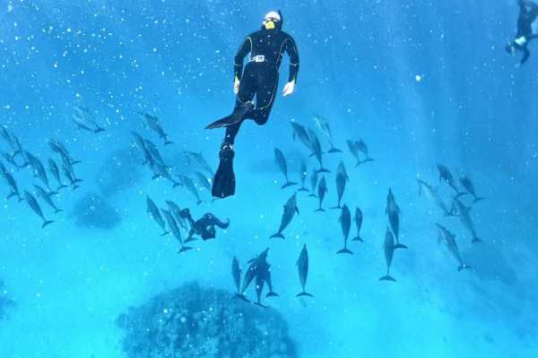 Egypt Tour packages Private boat trip to to Satayh Dolphin Reef from El Quseir