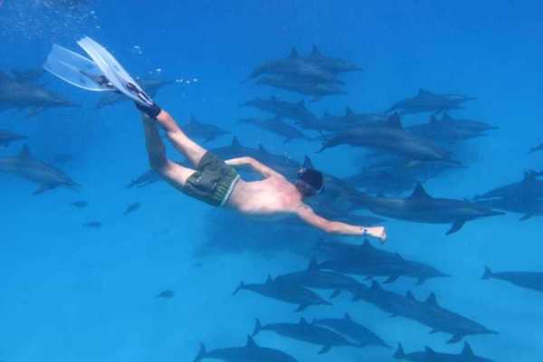 Egypt Tour packages Snorkeling trip to Sataya Dolphin Reef from El Quseir