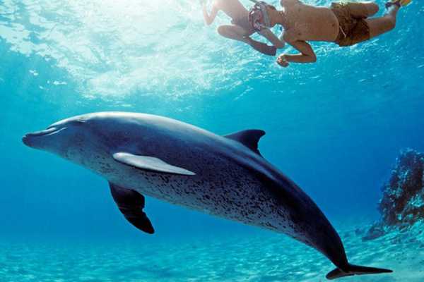 Egypt Tour packages Snorkeling trip to the dolphin house from El Gouna