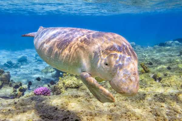 Egypt Tour packages Abu Dabbab  Snorkeling Trip from El Gouna